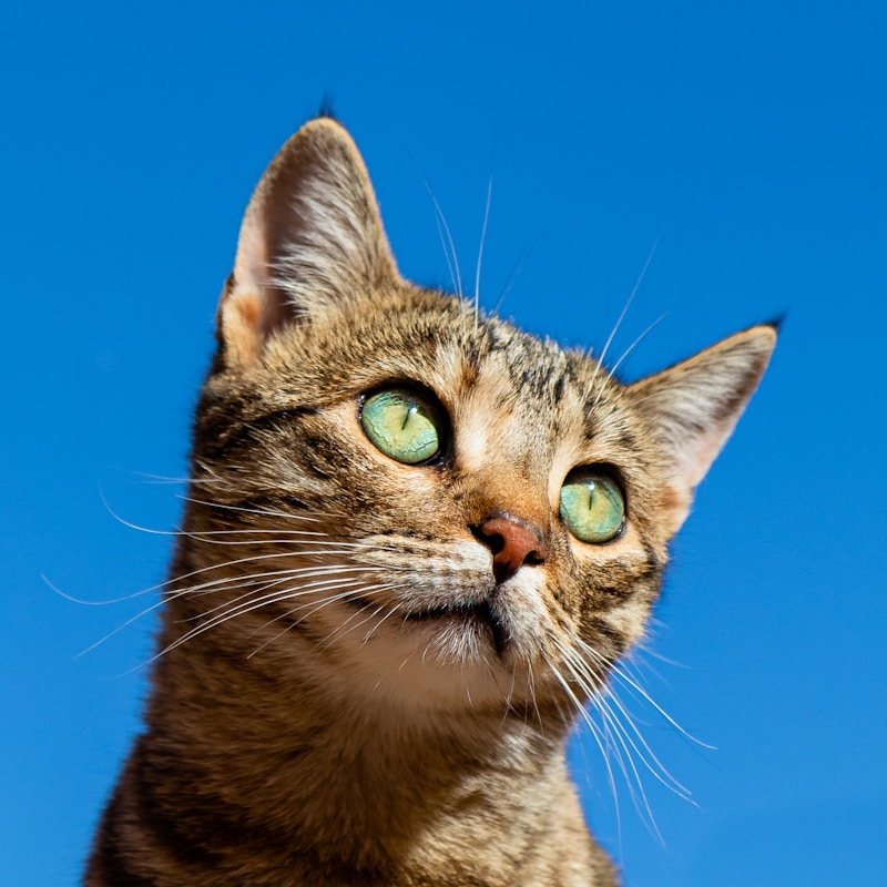 Pet Nutrition Research